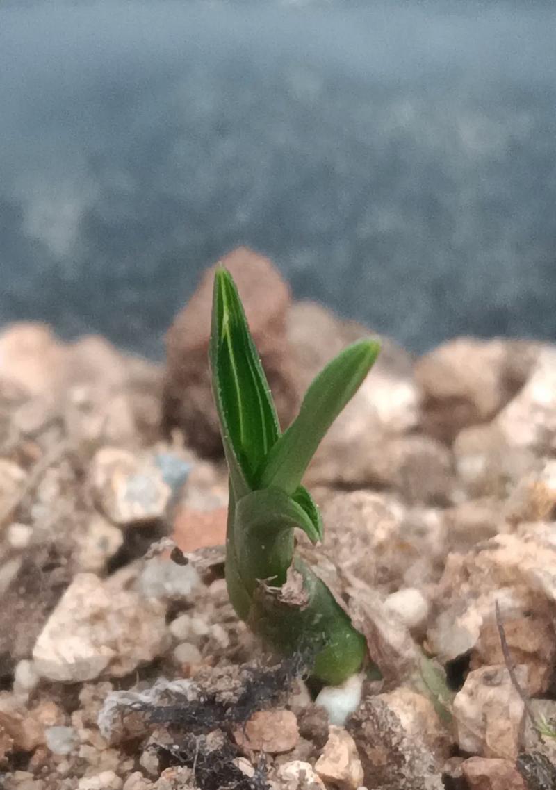 侠客昙花（游戏攻略，全面揭秘昙花位置）