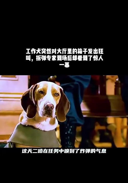 跨越星弧拆弹专家任务攻略（以游戏为主的拆弹任务如何完成）