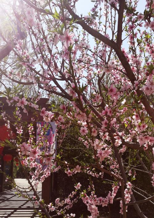 以何处不桃花攻略第八（解密桃花怎么破，让你感情更圆满）