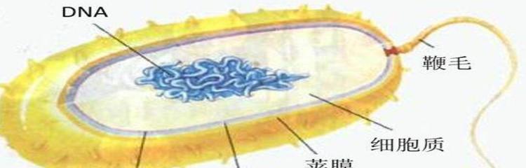 细菌吞噬进化游戏攻略（探索无尽吞噬之路，化身超级细菌进化最强！）